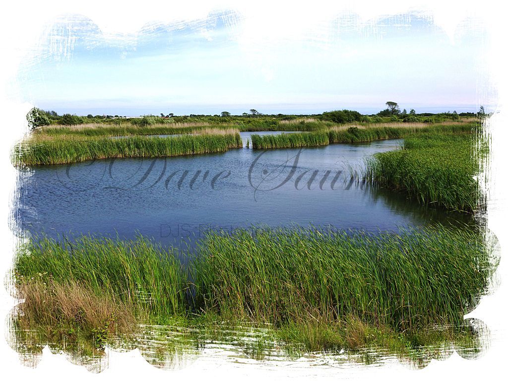 Marsh