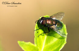 Green Parasitic Fly (Gymnocheta viridis)