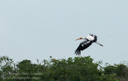 Painted Stork