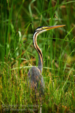Purple Heron