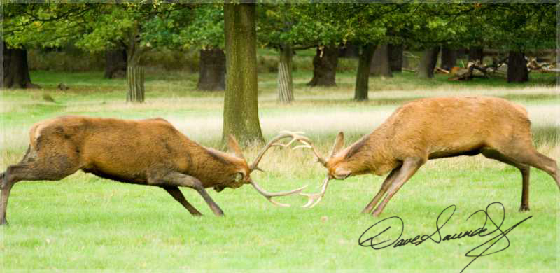 Rutting Red Deer.