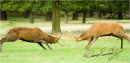 Rutting Red Deer.