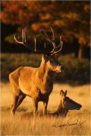 Red Deer Stag with doe.
