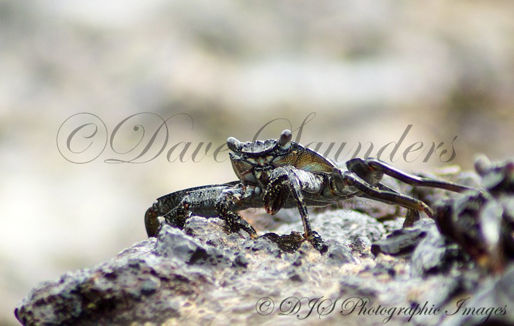 Shore Crab 1