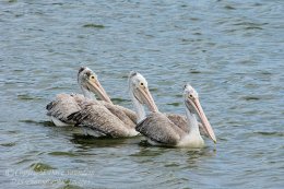 Spot Billed Pelican