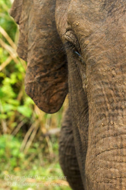 Sri Lankan Elephant