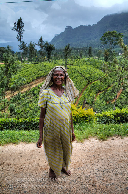 Sri Lankan Tea Picker
