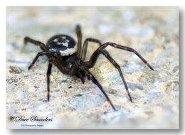 Steatoda nobilis (False Widow Spider - Male)