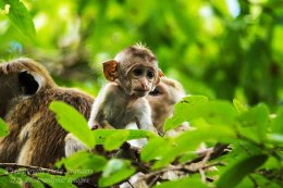Toque Macaque (2)