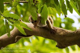Toque Macaque