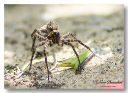 Spider (Unknown)