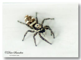 Zebra Spider (Salticus scenicus)