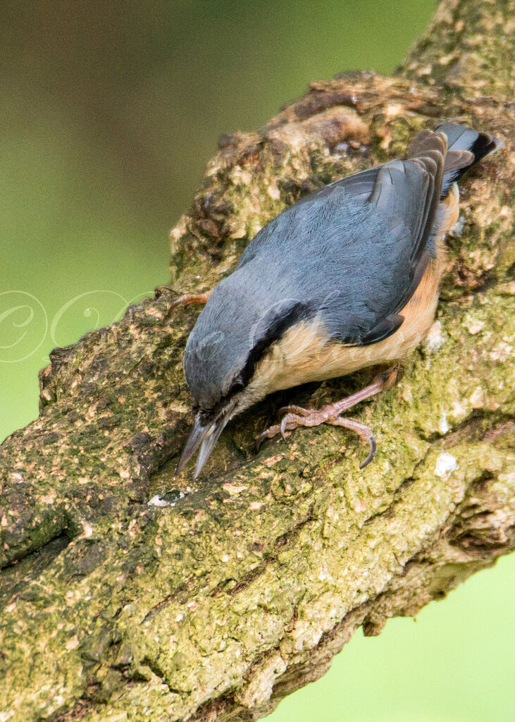 Nuthatch