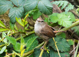 Wren