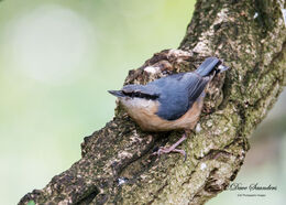 Nuthatch