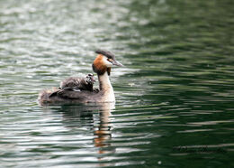 Chicks on board