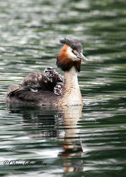 Great Crested Grebe and Chick