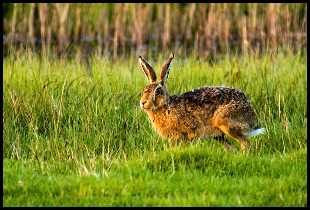 Brown Hare