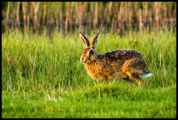 Brown Hare