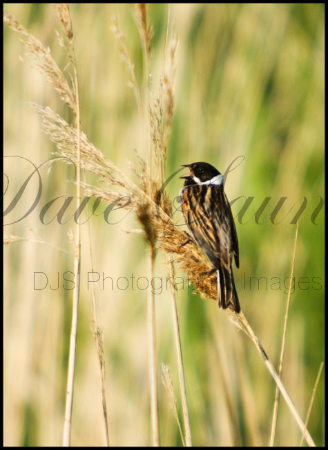 Male Reed Bunting