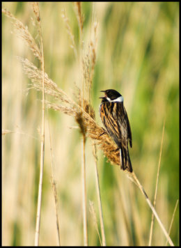 Male Reed Bunting