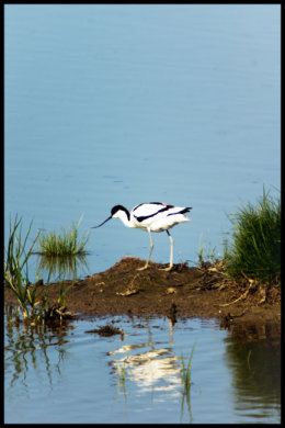 Avocet