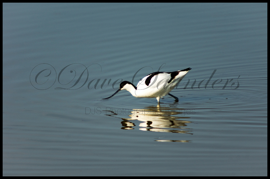 Avocet feeding