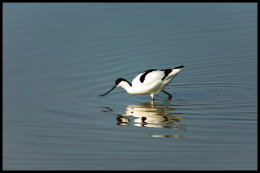 Avocet feeding