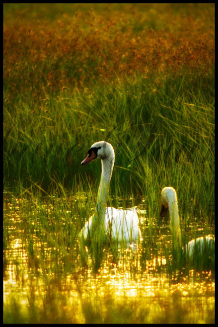 Evening Swans