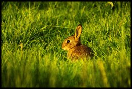 Rabbit kit