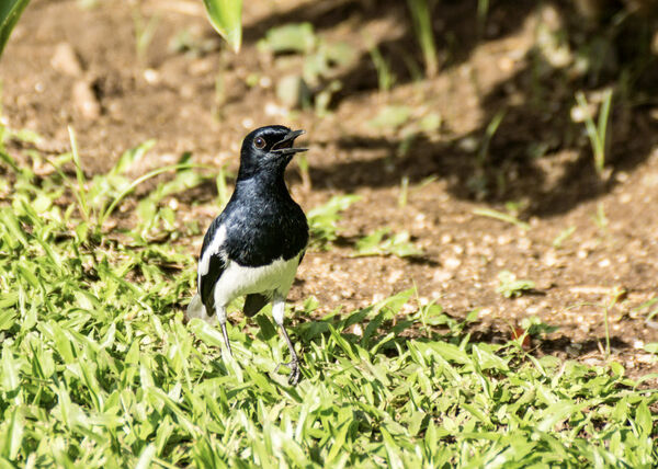 Oriental Magpie Robin