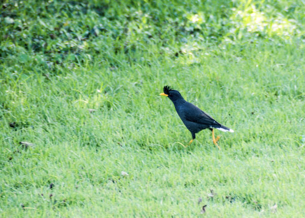 White Vented Myna