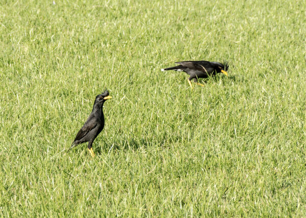 White Vented Myna