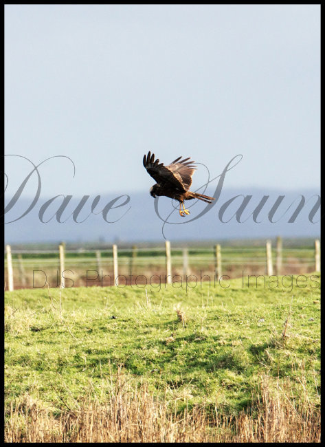 Hunting Marsh Harrier