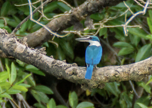 Black Capped Kingfisher