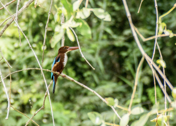 White-Throated Kingfisher
