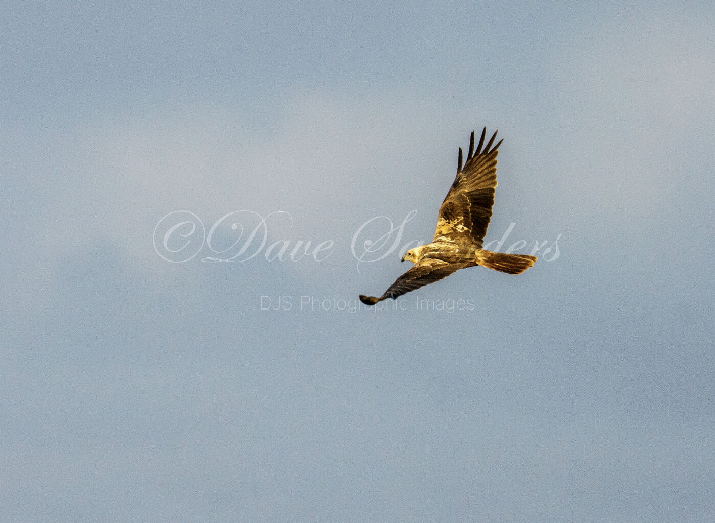 Sunlit Soaring Marsh Harrier