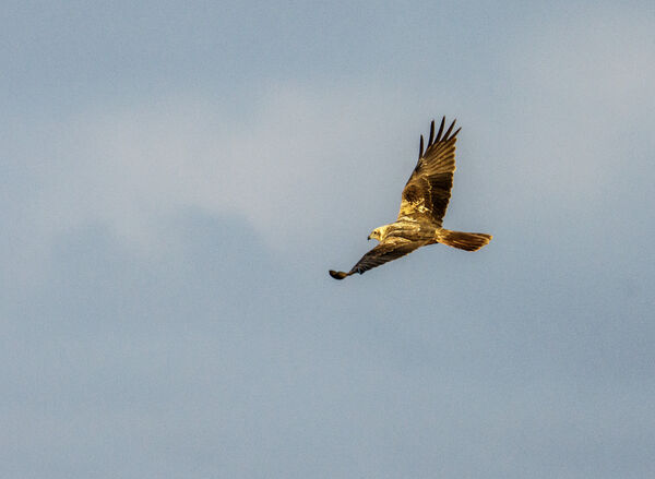 Sunlit Soaring Marsh Harrier