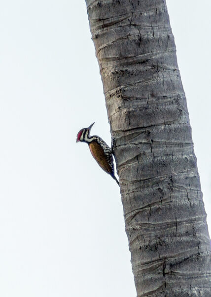 Flame Backed Woodpecker