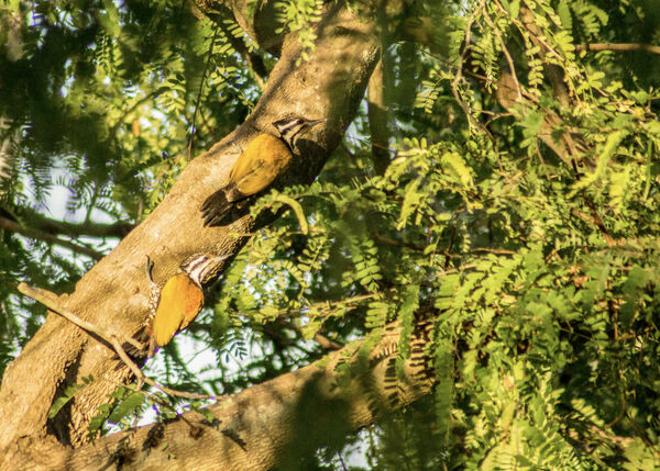 Flame Backed Woodpeckers