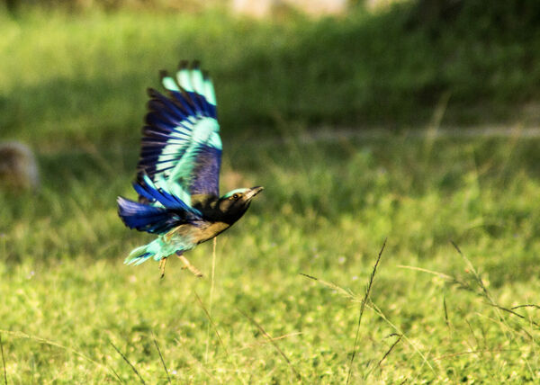 Indian Roller