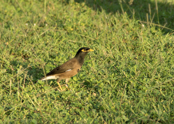 Common Myna