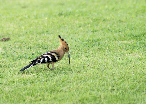Hoopoe
