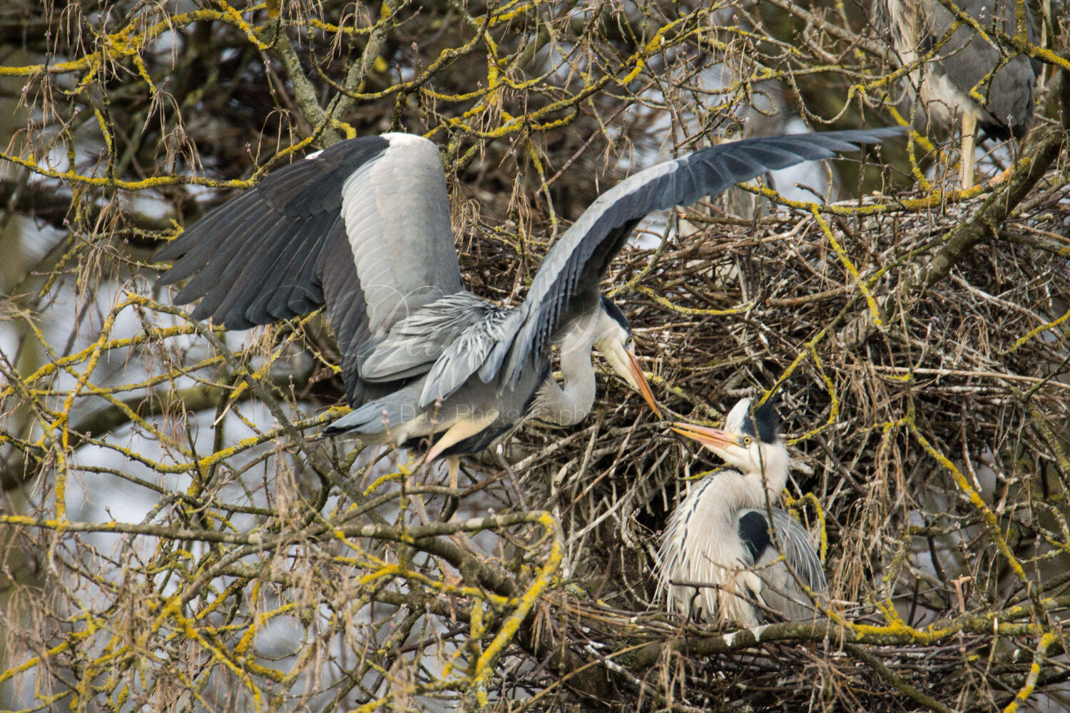 Grey Heron pairing