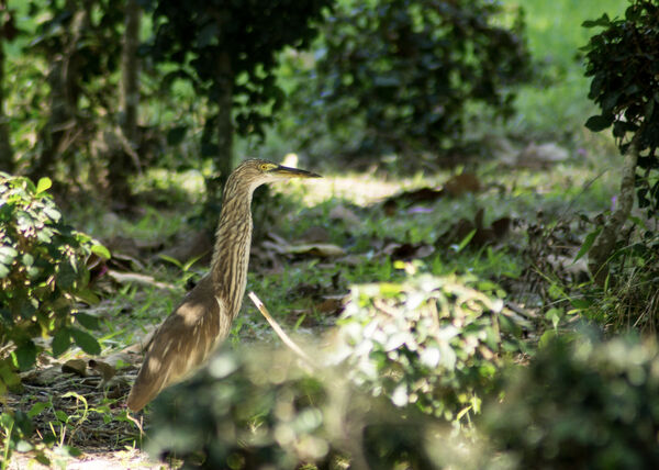 Javan Pond Heron