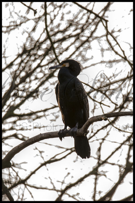 Cormorant