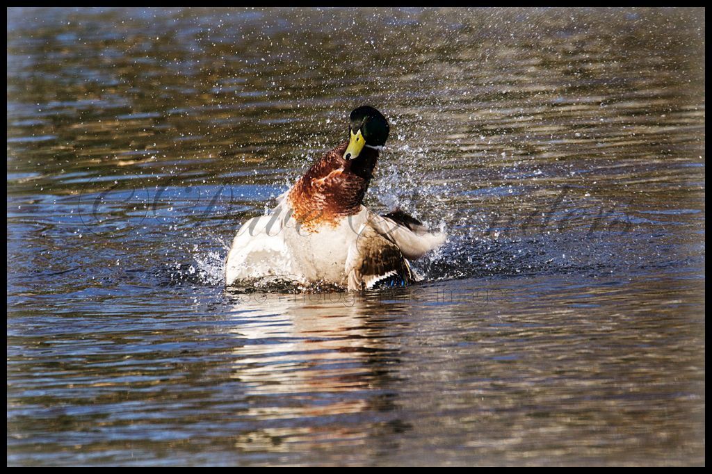 Splashing Mallard
