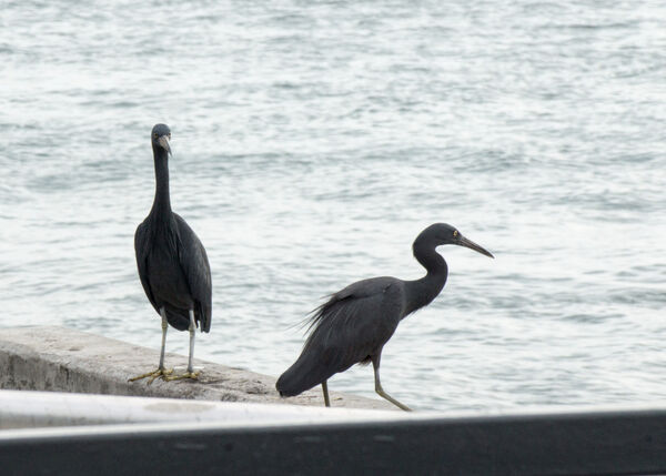 Pacific Reef Heron
