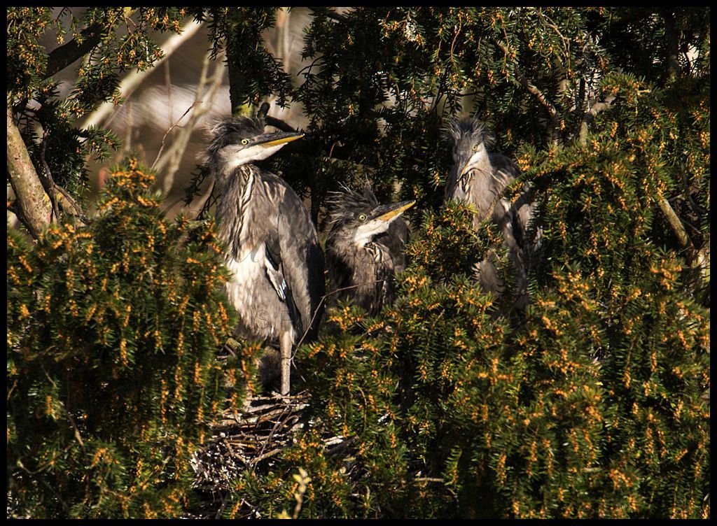 Juvenile Grey Herons