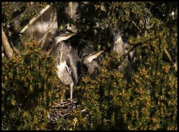 Juvenile Grey Herons